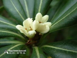云南省大理市遠(yuǎn)益園林工程產(chǎn)品展示 花卉世界網(wǎng)呈現(xiàn)自然之美