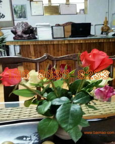 綠意常伴，花期綿長——揭秘高品質(zhì)宿根草花供應(yīng)商的挑選智慧