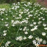 2024年金邊玉簪價(jià)格、圖片、產(chǎn)地與報(bào)價(jià)全解析